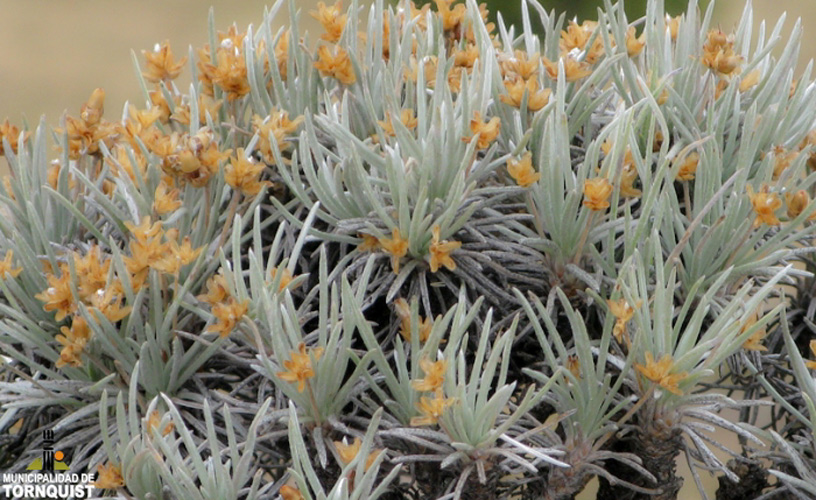 Vestiges of its original nature