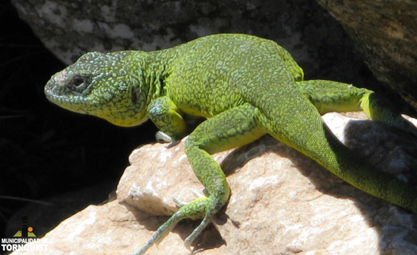 Sus distinguidos habitantes