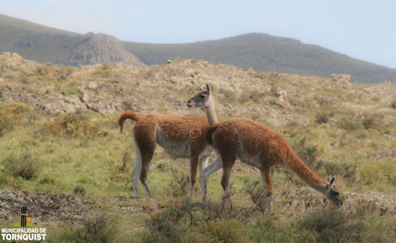 Guanacos