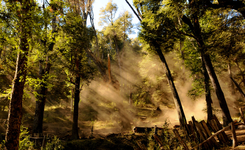 The charm of crossing the woods