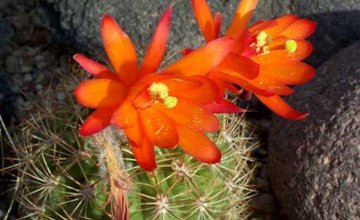 Un jardín muy riojano