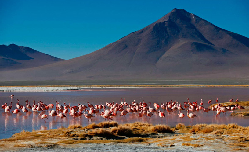 Todo tipo de aves entre las que se destaca el flamenco rosado
