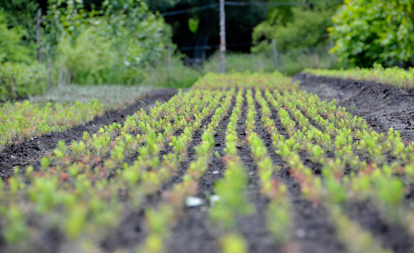 Germinan, se desarrollan