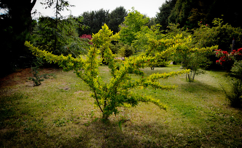 Vegetación exuberante