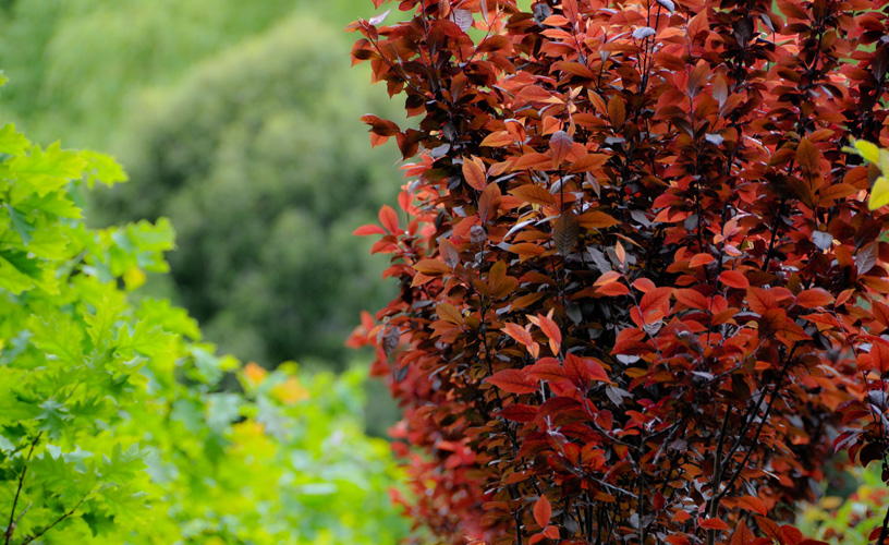 Las especies nativas