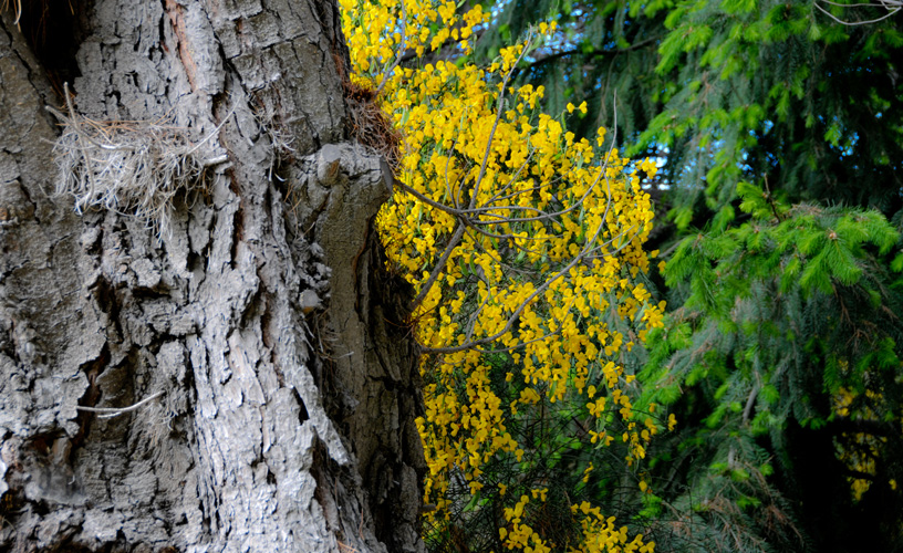 Bosques patagónicos