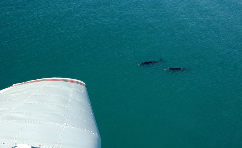 The whales side by side with their calves