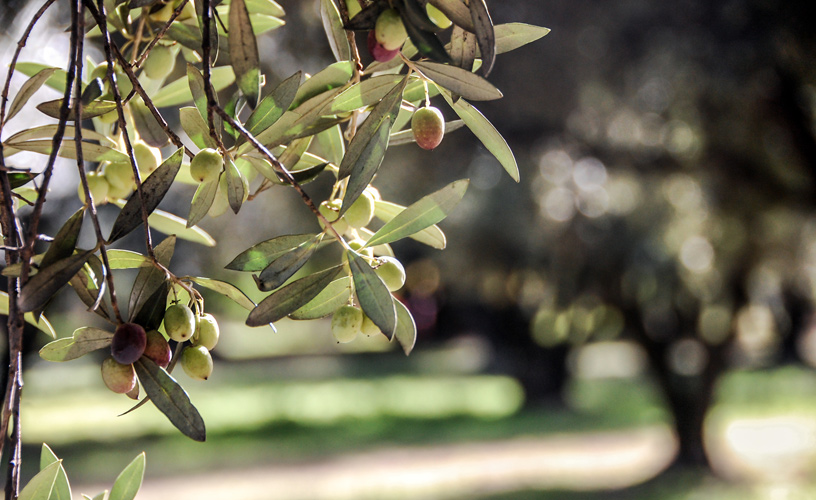 El olivo es un árbol muy noble