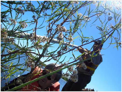 Los hombres de los esteros del Iber 