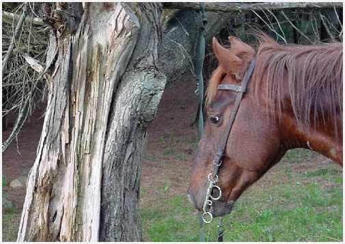 After Homero Manzis Footsteps