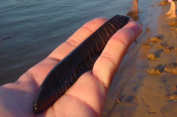 Imagenes de pesca, Pesca deportiva en Argentina