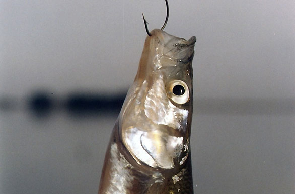 Imagenes de pesca, Pesca deportiva en Argentina