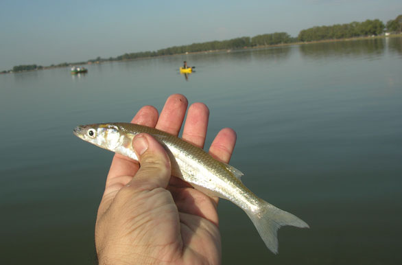 Imagenes de pesca, Pesca deportiva en Argentina