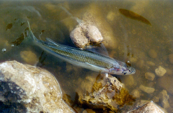 Imagenes de pesca, Pesca deportiva en Argentina