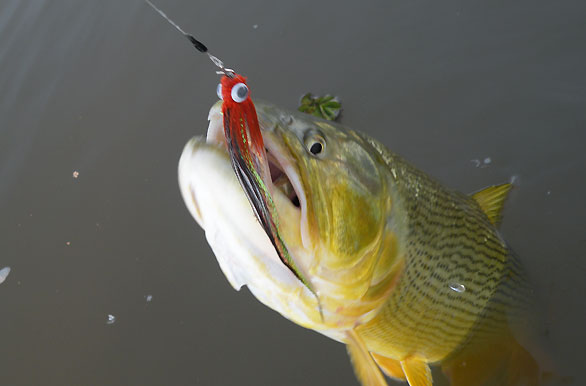 Imagenes de pesca, Pesca deportiva en Argentina