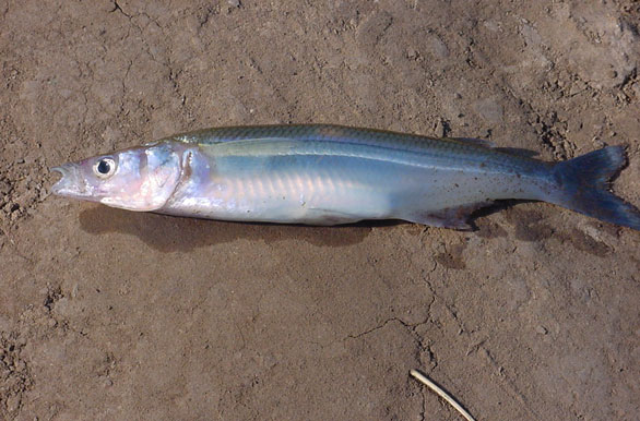Imagenes de pesca, Pesca deportiva en Argentina