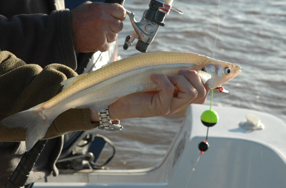 Imagenes de pesca, Pesca deportiva en Argentina