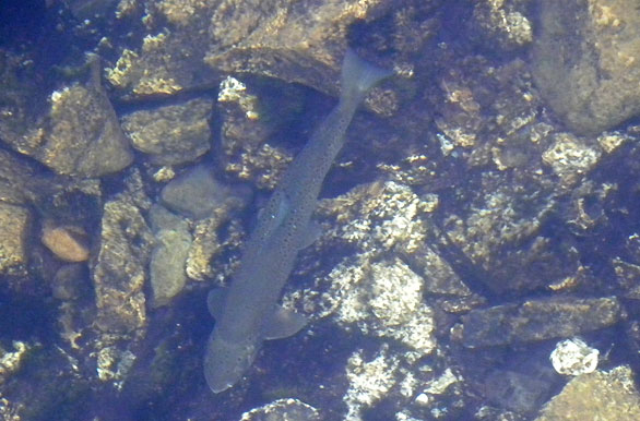 Imagenes de pesca, Pesca deportiva en Argentina