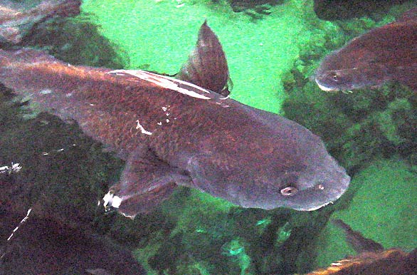 Imagenes de pesca, Pesca deportiva en Argentina