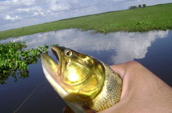 Imagenes de pesca, Pesca deportiva en Argentina