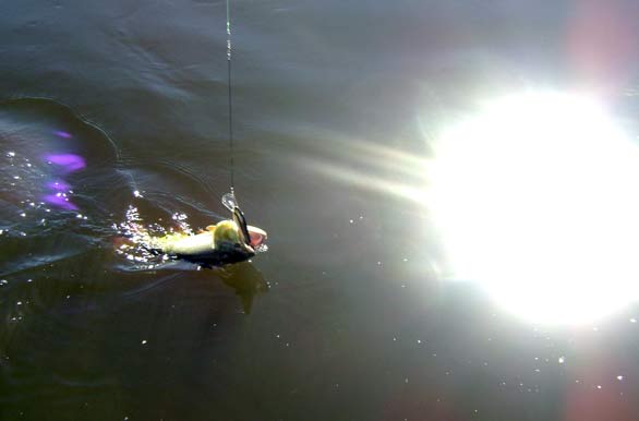 Imagenes de pesca, Pesca deportiva en Argentina