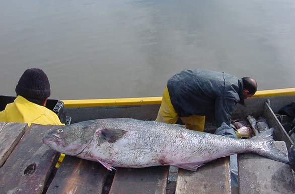 Imagenes de pesca, Pesca deportiva en Argentina