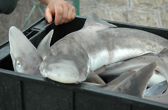 Imagenes de pesca, Pesca deportiva en Argentina