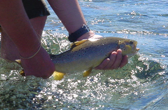 Imagenes de pesca, Pesca deportiva en Argentina