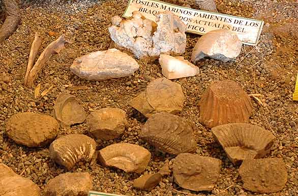 Fósiles marinos