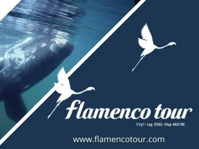 Flamenco Tour Travel and Tourist Agency  in  Puerto Madryn