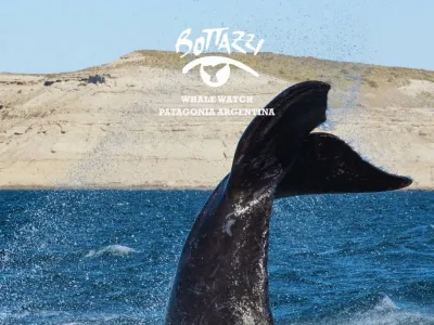 Avistajes Bottazzi Avistaje de Ballenas
