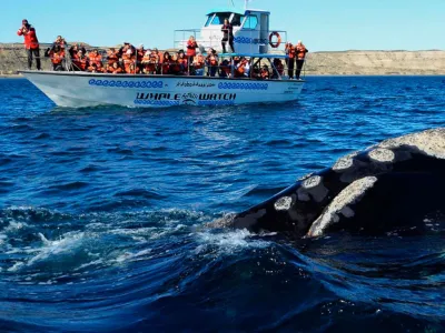 Avistajes Bottazzi Avistaje de Ballenas