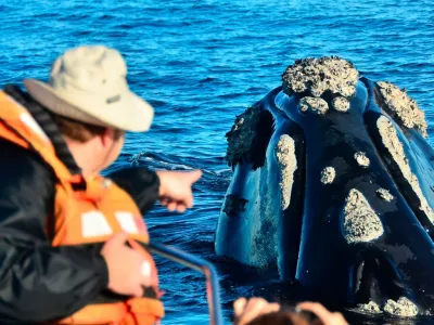 Avistajes Bottazzi Avistaje de Ballenas