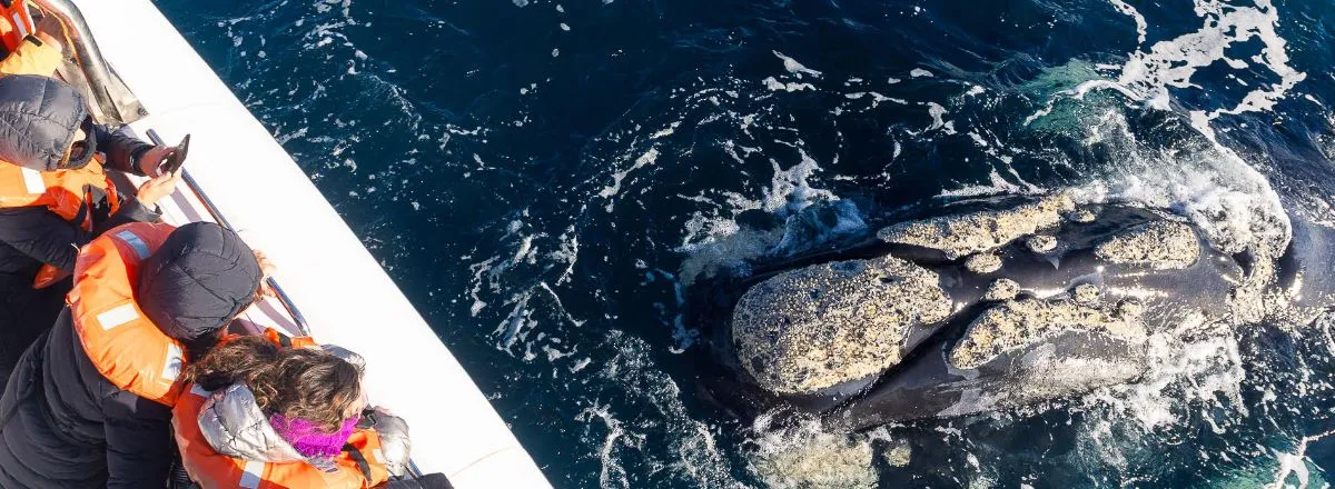 Avistajes Bottazzi Avistaje de Ballenas