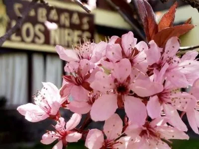 2-star Cabins Los Ñires