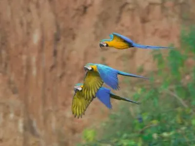 Travel and Tourist Agency Turismo Dick