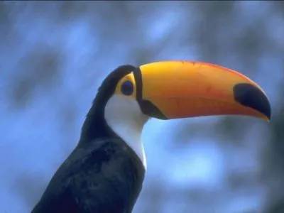 Travel and Tourist Agency Turismo Dick