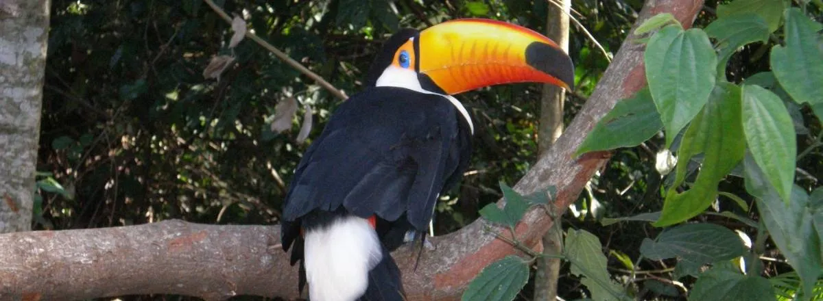 Travel and Tourist Agency Turismo Dick