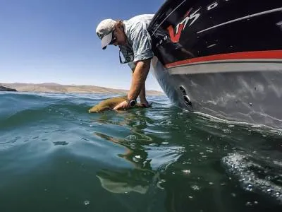 Patagonian Fly Fishing Salidas de Pesca  en  Junín de los Andes