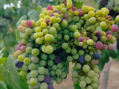 Wine Makers Bodega Vasija Secreta