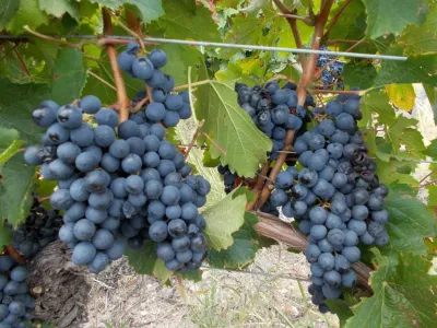 Bodegas Bodega San Pedro de Yacochuya