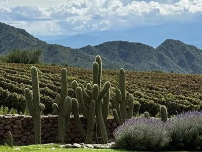 Bodegas Bodega San Pedro de Yacochuya