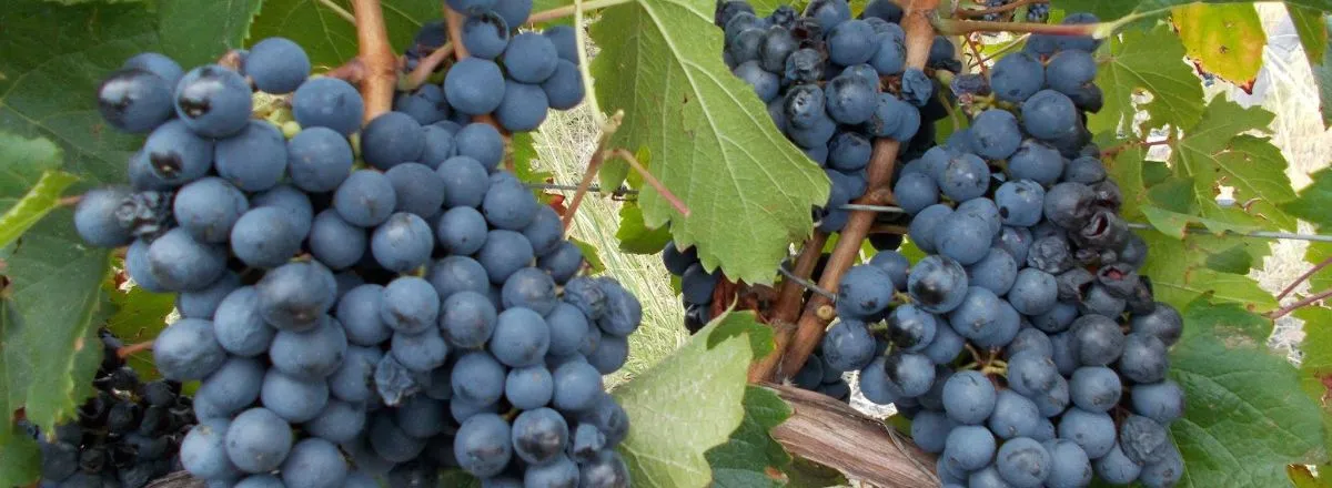 Bodegas Bodega San Pedro de Yacochuya