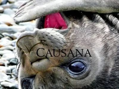 Causana Viajes Agencias de viajes y turismo  en  Puerto Madryn