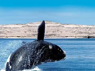 All Peninsula Valdes Agencias de viajes y turismo  en  Puerto Madryn