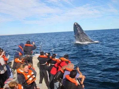 Bottazzi Wildlife Observation  in  Puerto Madryn