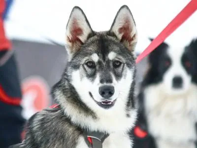 Bosque de los Huskies Travesías/expediciones con Trineo de Perros  en  San Martín de los Andes