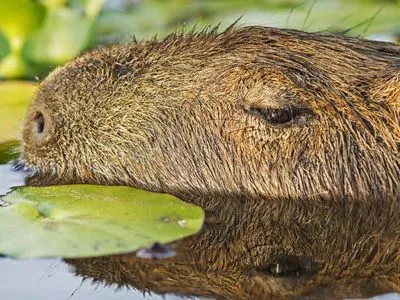 Paseos Lacustres Posada de La Laguna