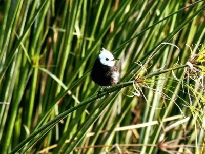 Avistajes Posada de La Laguna
