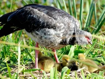 Avistajes Posada de La Laguna